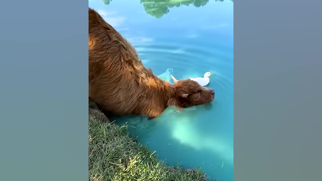 A fluffy brown highland calf climbs into a bright blue pond next to a small white duck.