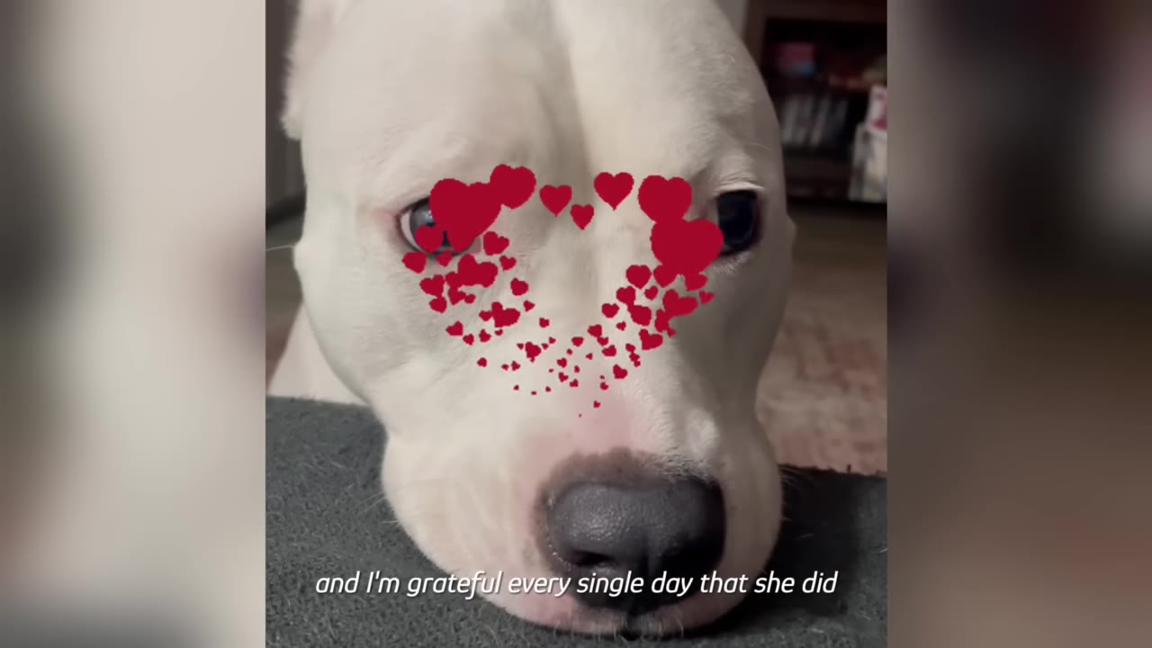 A close-up of a white dog resting its chin on a dark surface, with a digital heart filter over its face and text reading 'and I'm grateful every single day that she did'.