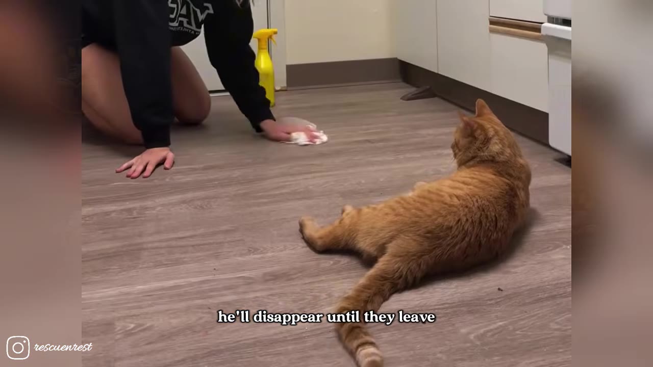 An orange tabby cat lies on a wooden floor, looking towards a person kneeling and wiping the floor with a cloth.
