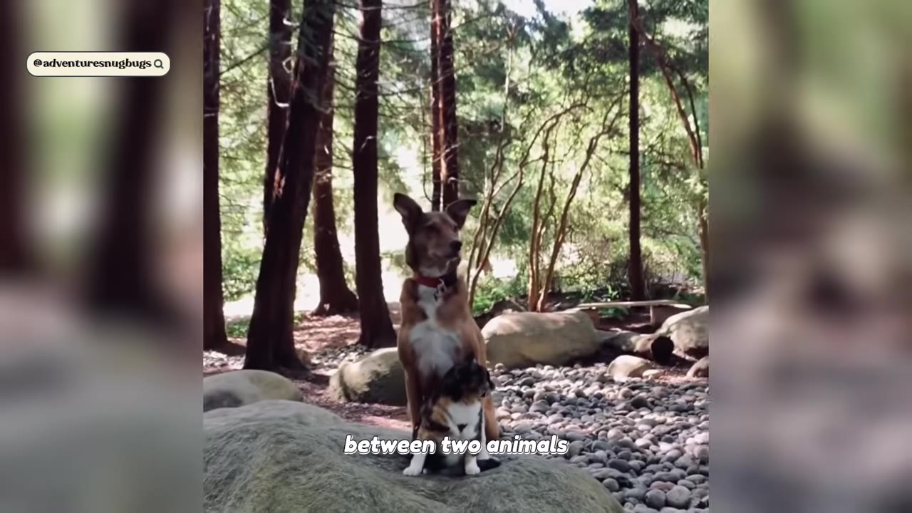 A brown and white dog sits alertly on a large rock in a forest setting, with a small calico cat sitting protectively between its front paws.