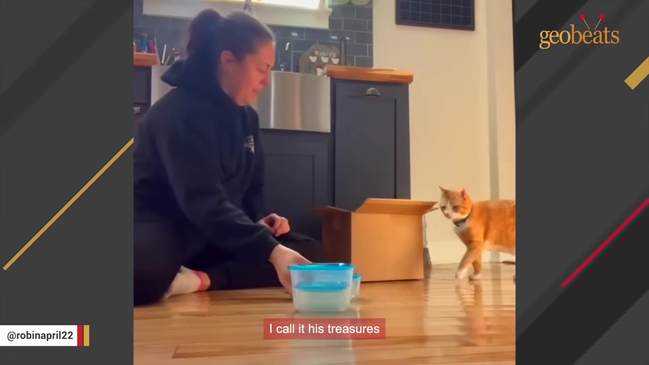 A woman sits on a wooden floor next to a cardboard box and blue-lidded plastic containers as an orange cat walks nearby.