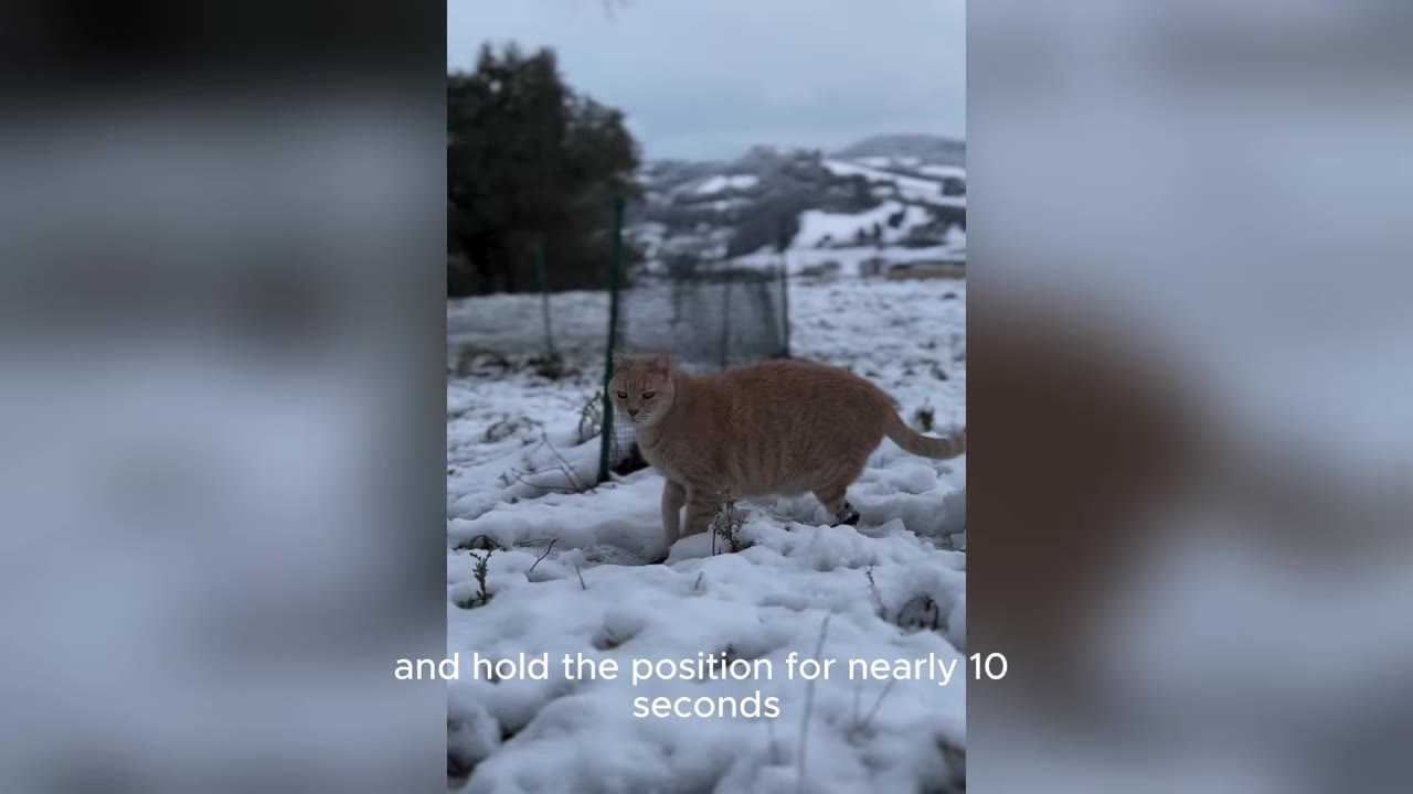 An orange cat standing upright in a snowy field with hills in the background.