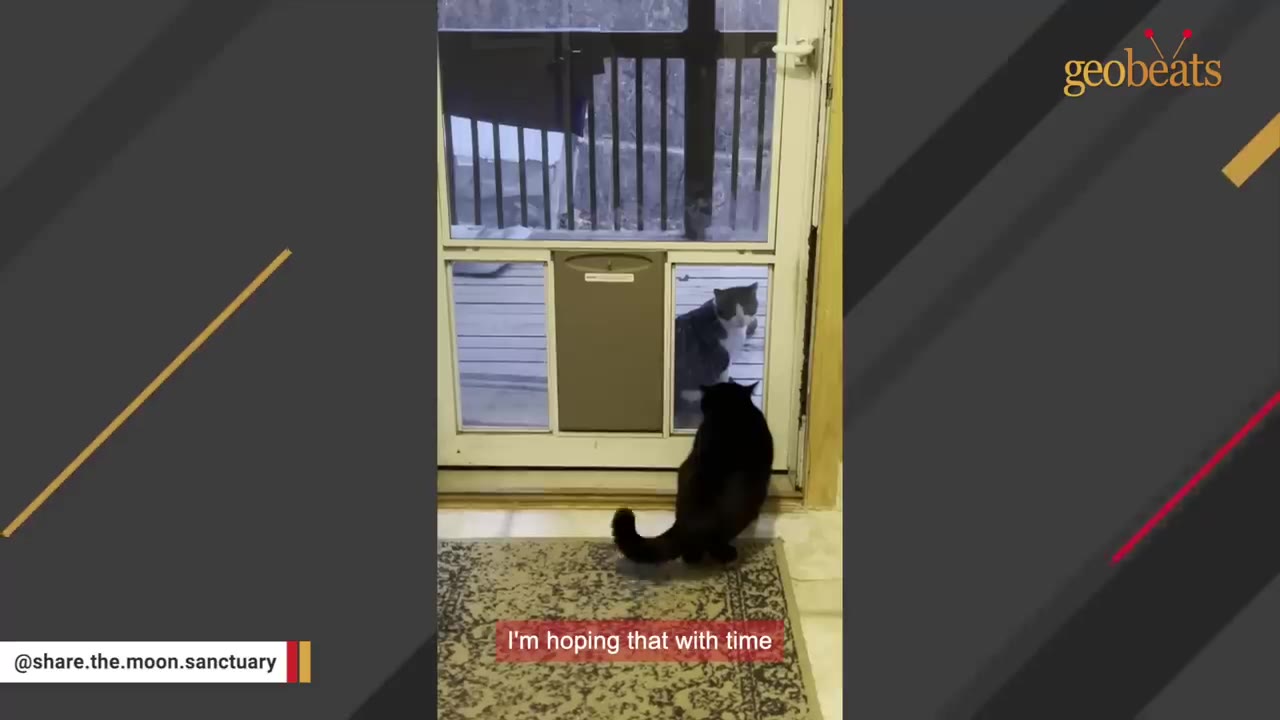 A black cat inside a house looks through a glass door at a grey and white cat sitting outside on the porch.