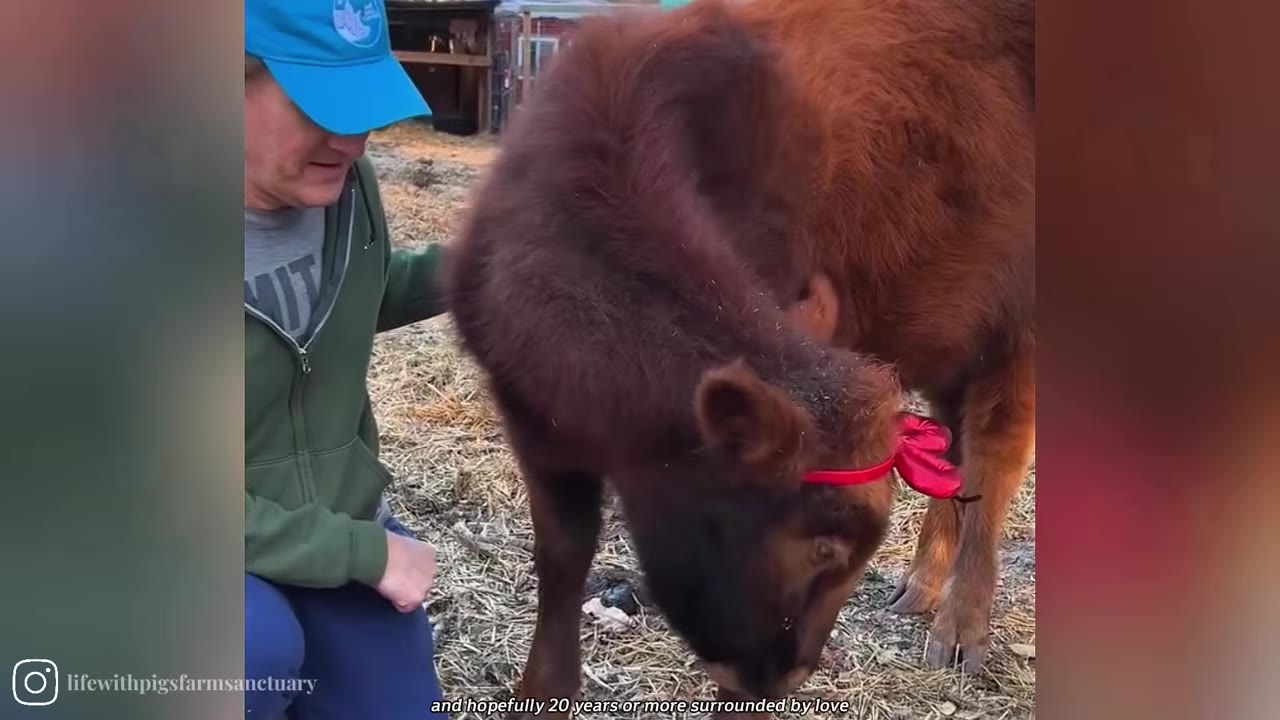 A small brown calf wearing a red bow headband stands next to a person in a blue cap and green jacket.