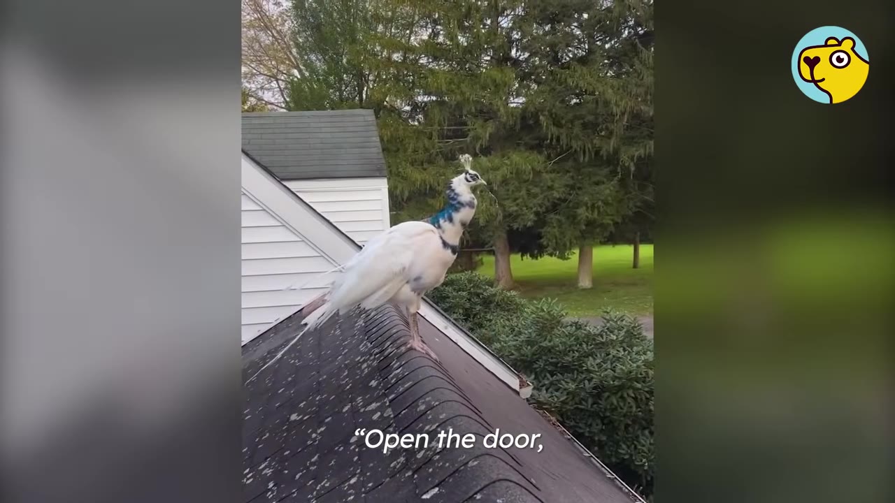 A white peacock with blue markings on its neck stands on the dark shingled roof of a house, looking out towards green trees.