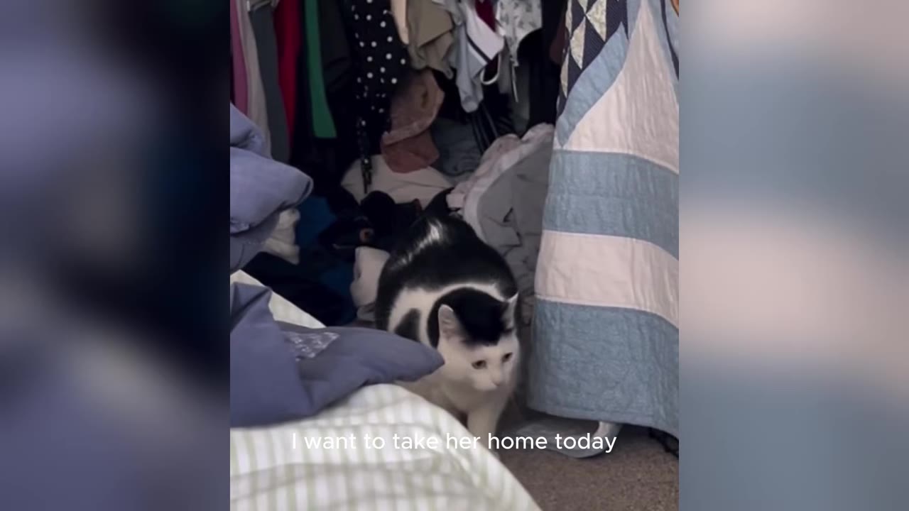 A black and white cat stands in a closet filled with clothes and blankets, with text overlay reading 'I want to take her home today'.