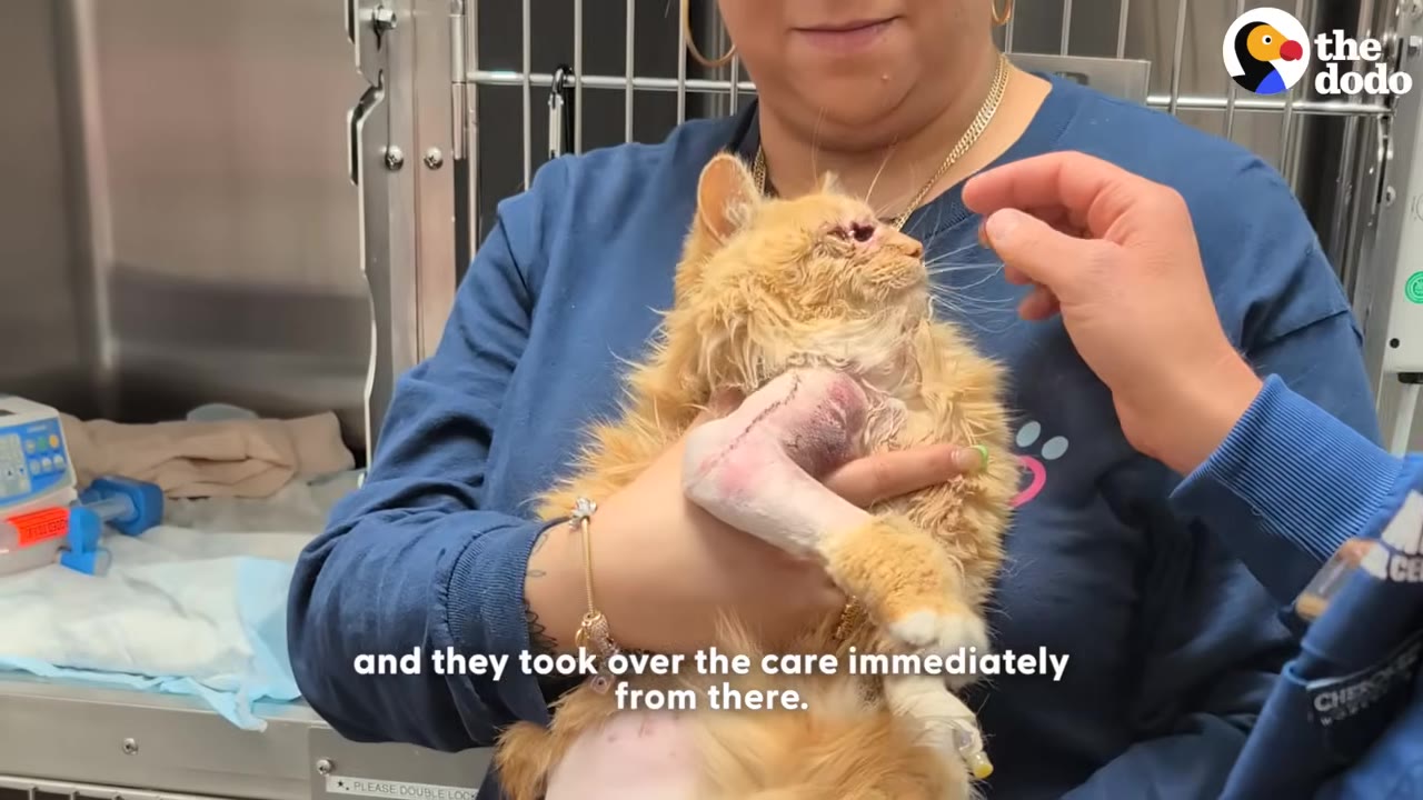 A fluffy orange cat with a bandaged front leg is held gently by a veterinary caregiver in a blue shirt, while another hand reaches out to comfort the cat.