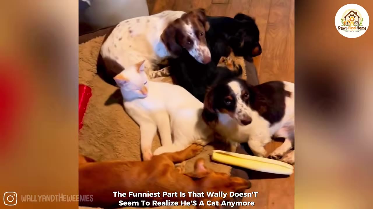 A white cat lies comfortably in a dog bed surrounded by four dachshunds of various colors.