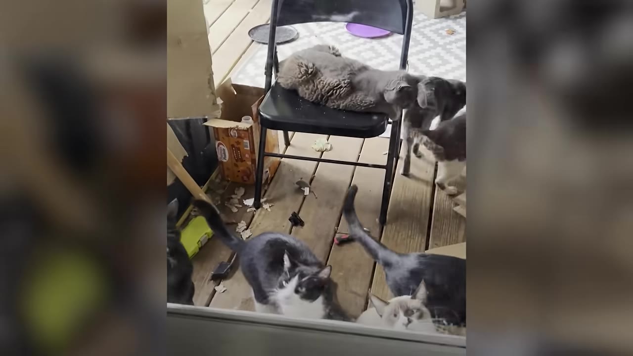 Several cats gather on a wooden deck, with one resting on a black folding chair and others looking around.