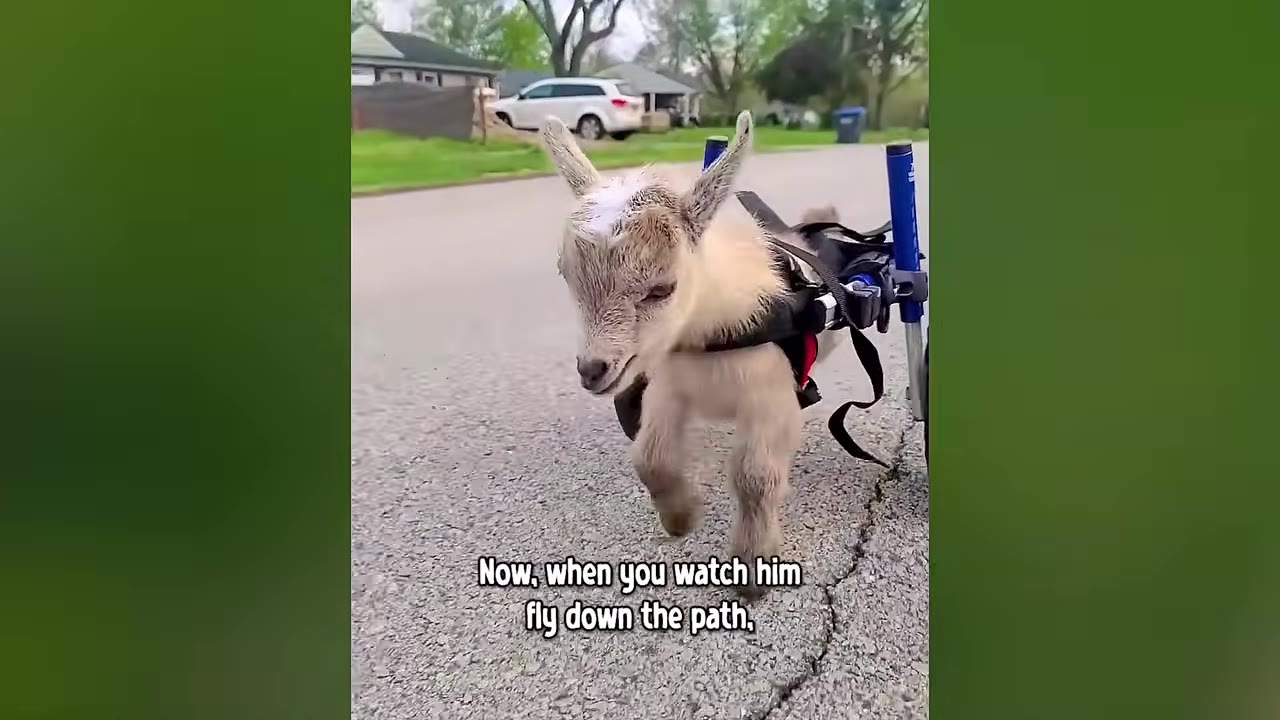 A small, light brown goat named Tater wearing a black harness attached to a blue wheeled cart, walking forward on an asphalt road.