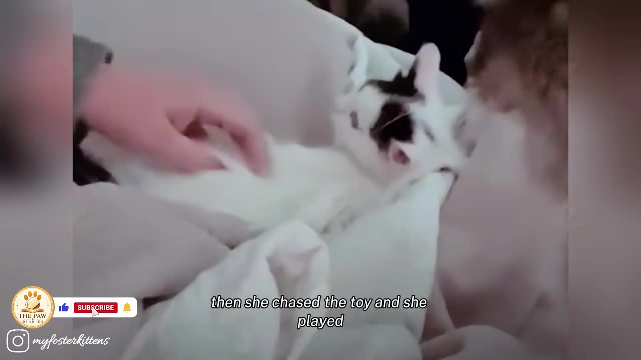 A white kitten with black markings on its head lies on its back on a soft blanket, looking up as a hand gently interacts with it.