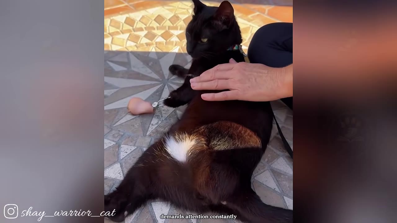 A close-up of a hand hovering gently over a black cat with a prosthetic leg lying on a tiled floor.