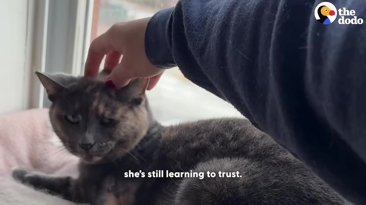 A hand gently pets the head of a tortoiseshell cat lying near a window, with the text 'she's still learning to trust' on screen.