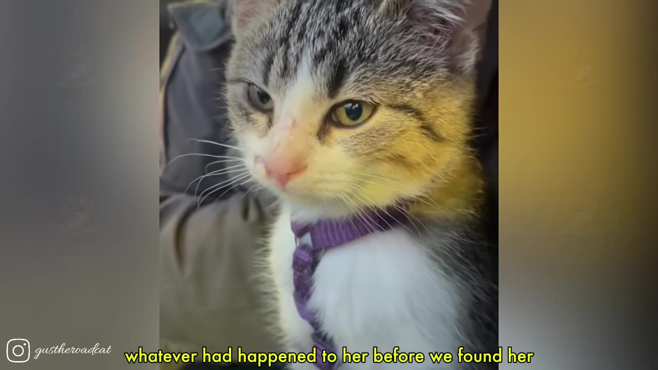 A close-up shot of a small calico kitten wearing a purple harness, with a visible scar on her nose.