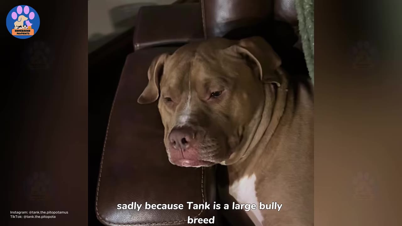 A close-up of a brown and white pit bull-type dog resting his head on a dark leather couch, looking directly toward the camera with a calm expression.