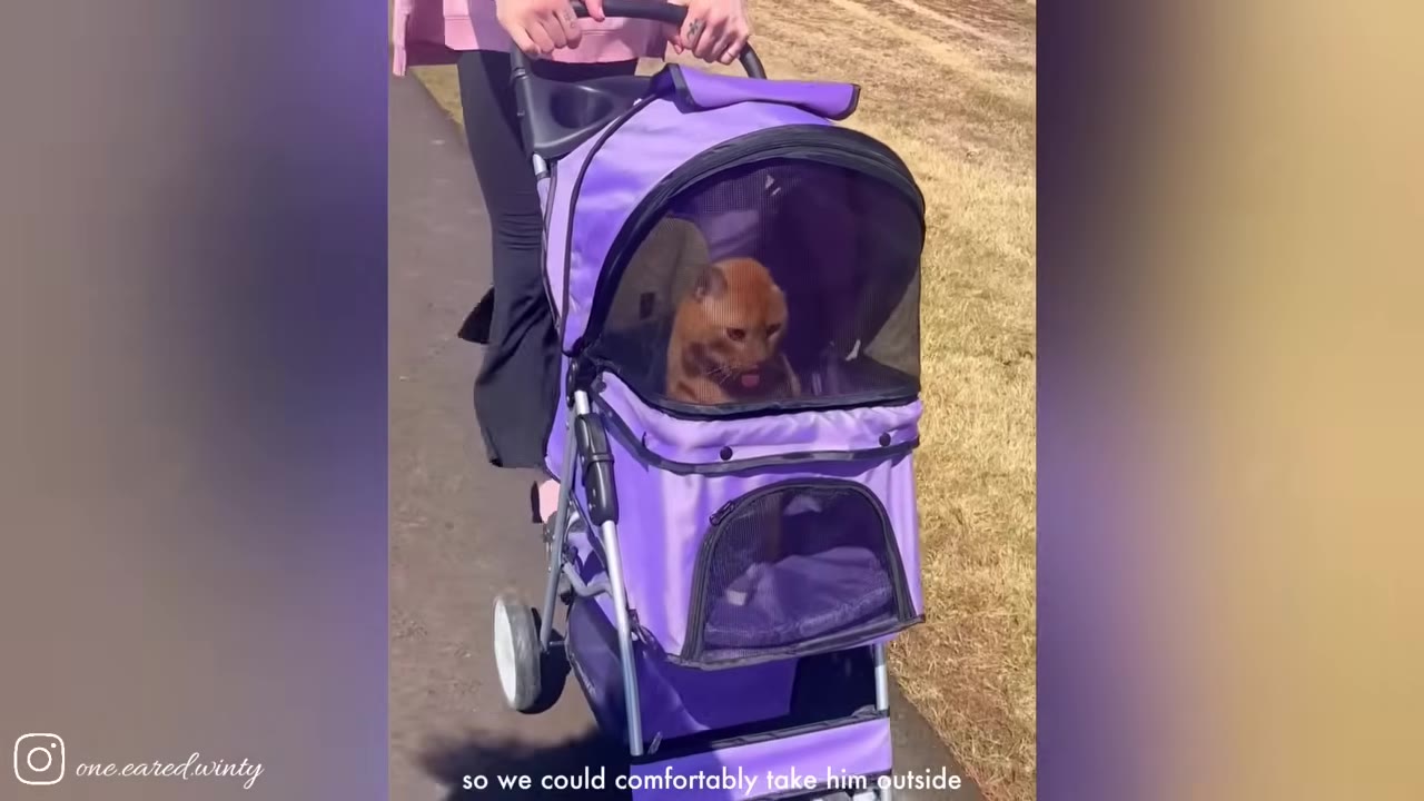 An orange cat sits inside a purple pet stroller being pushed along a paved path outdoors.