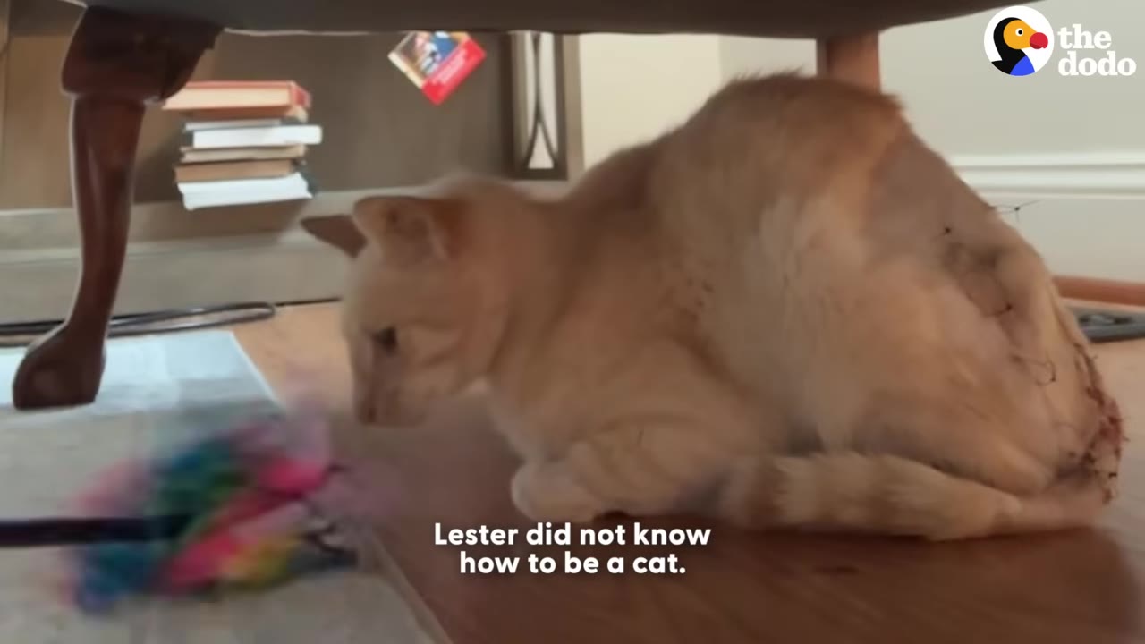 An orange cat named Lester sits on a wooden floor under a chair, showing his shaved back with visible surgical stitches and no bandages.