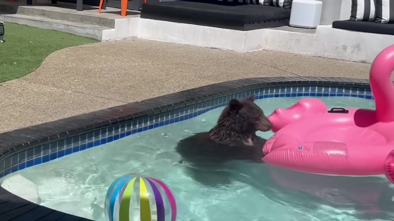 A brown bear cooling off in a backyard swimming pool next to a pink inflatable flamingo float.