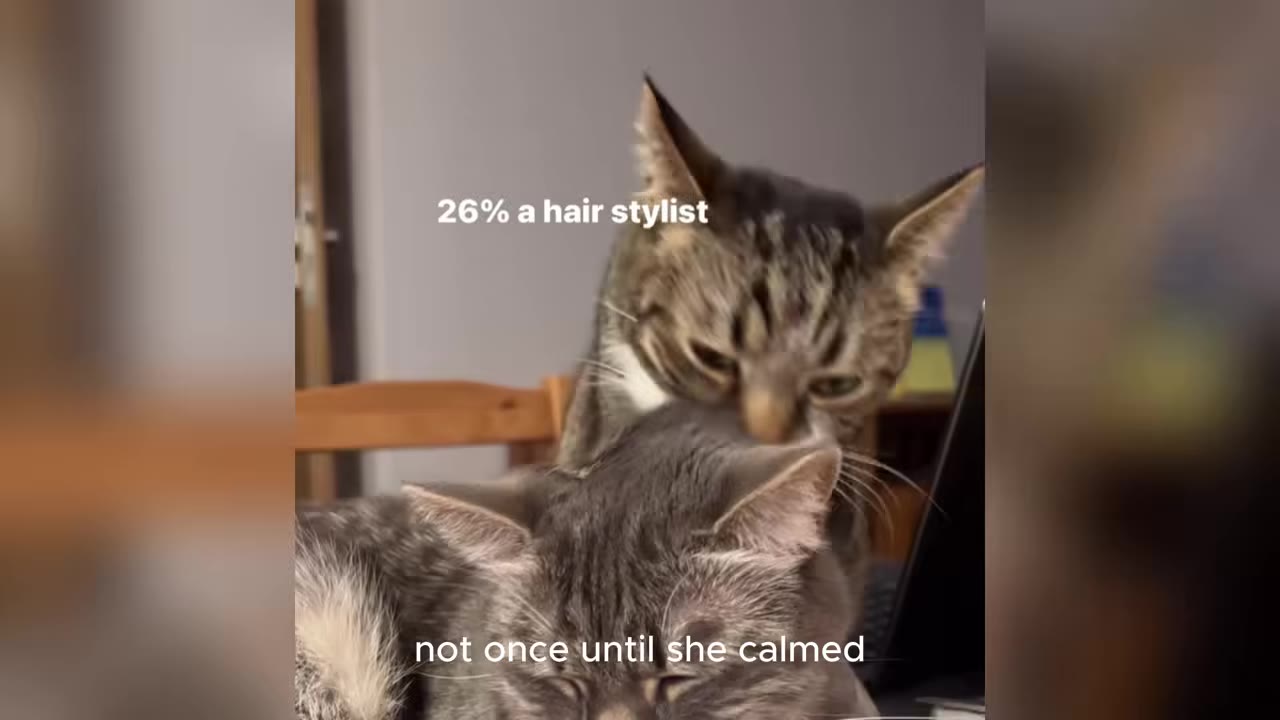 A tabby cat grooms the head of a grey cat sitting in front of it.