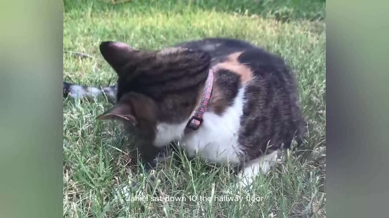 A calico cat with a pink collar lying on green grass.