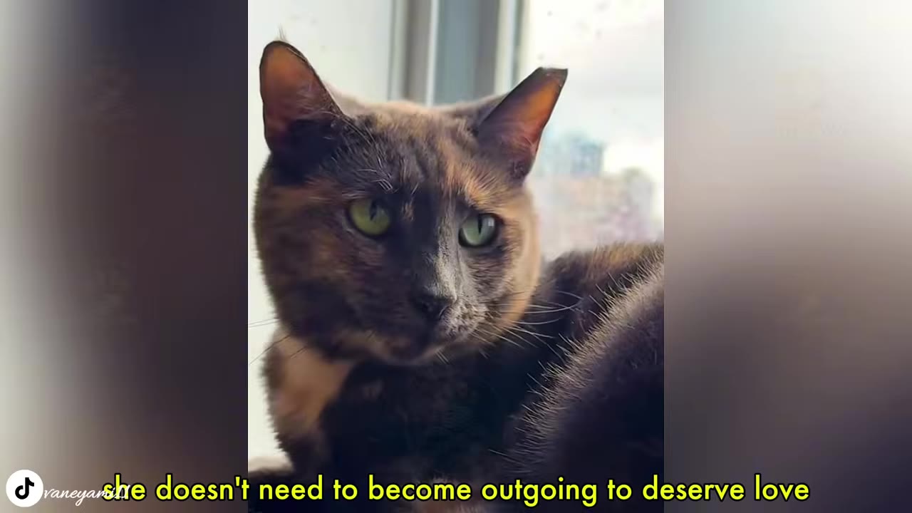 A close-up of a tortoiseshell cat with green eyes looking thoughtfully to the side while sitting near a window.