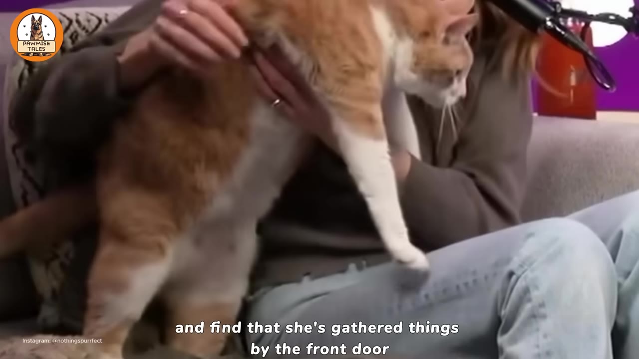 An orange and white cat being held and comforted by its owner sitting on a couch.