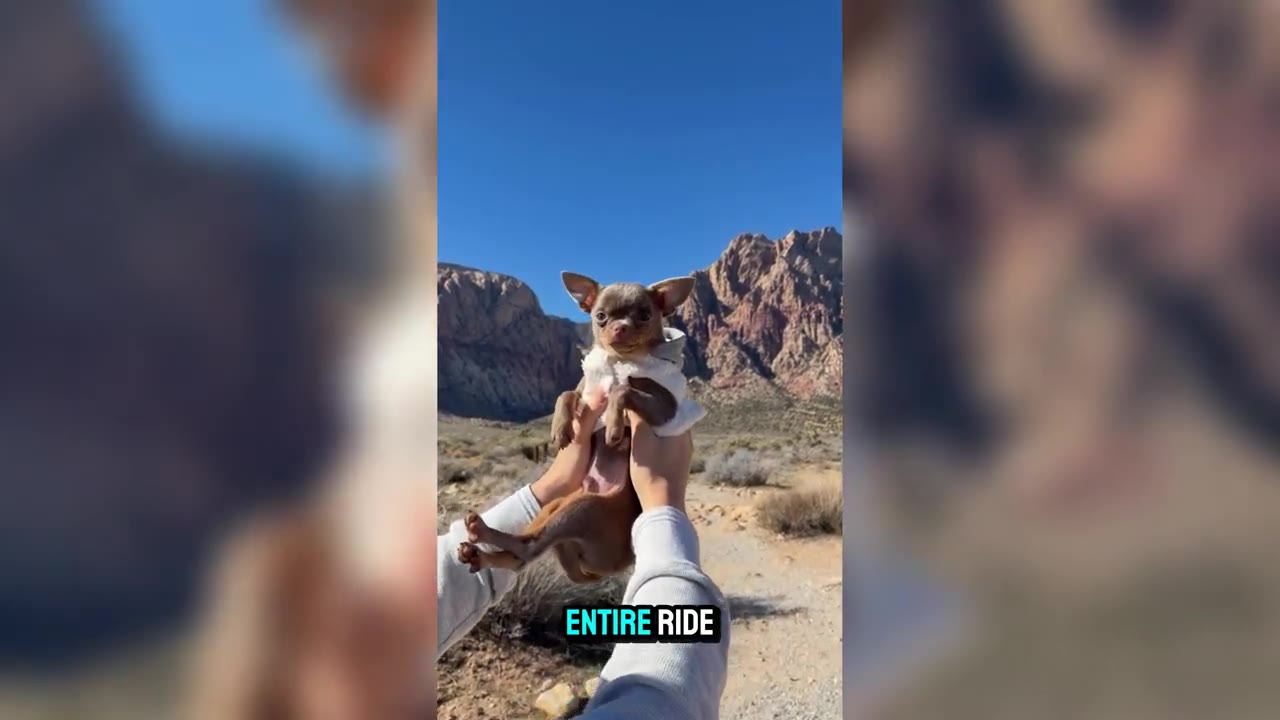 A small brown Chihuahua wearing a white sweater is held up by two hands against a scenic background of desert mountains and a clear blue sky.