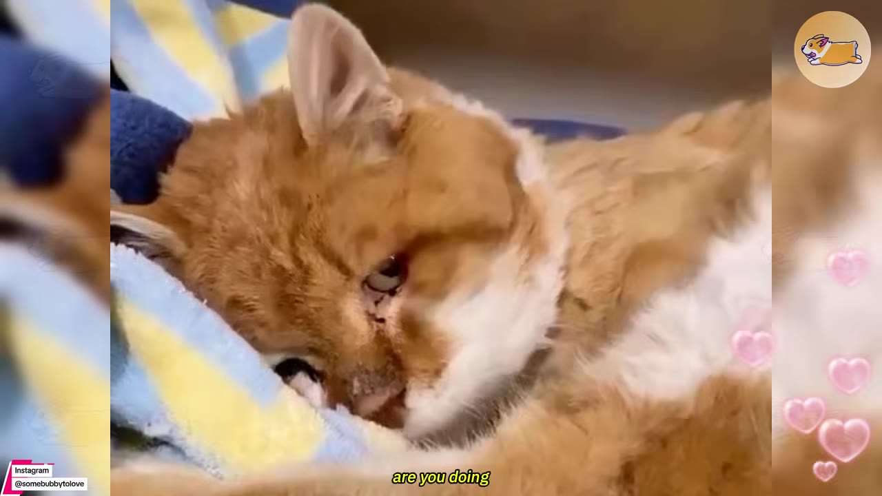 An exhausted orange and white cat lies on a blue and yellow blanket.