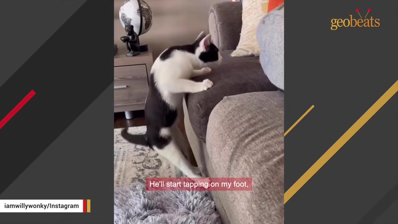 A black and white cat stands on its hind legs, stretching its front paws up onto the cushion of a grey sofa.