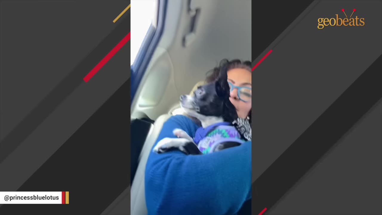 A woman wearing glasses and a blue sweater holds a small black and white dog wearing a purple harness while sitting in a car.