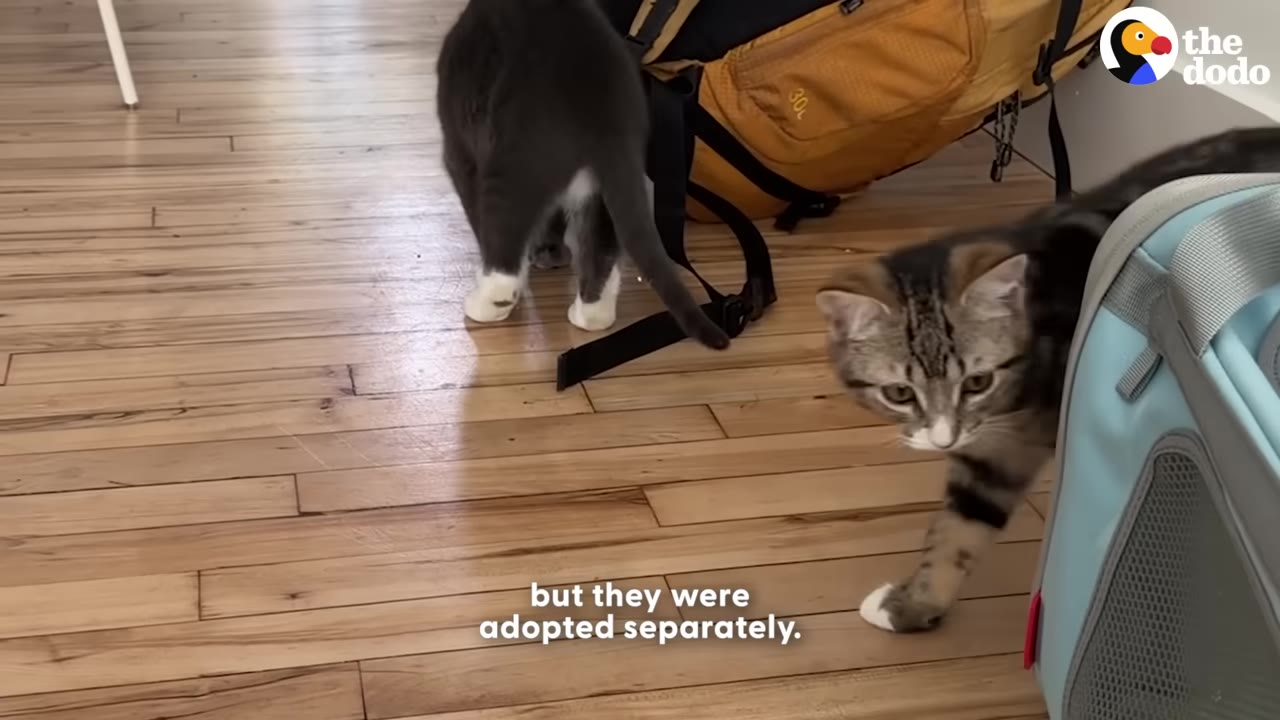 A grey cat with white paws walks away from the camera on a wooden floor, while a tabby cat walks toward the camera next to a blue pet carrier.