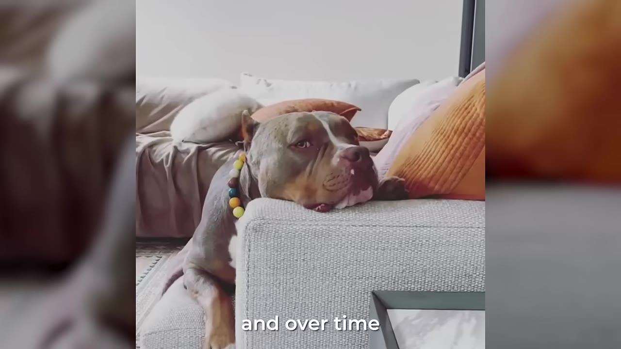 A brown and white dog rests its head on the arm of a grey sofa, looking forward with a sad expression.
