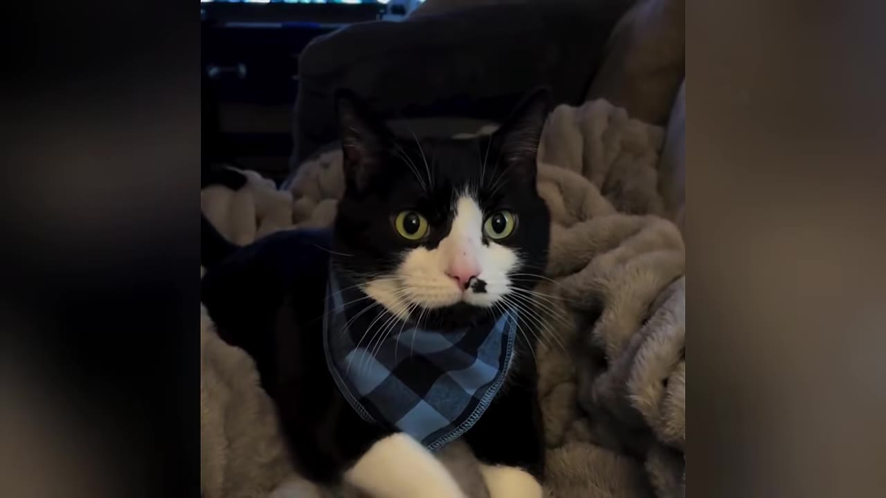 A black and white cat with green eyes wearing a blue plaid bandana, resting on a soft grey blanket.