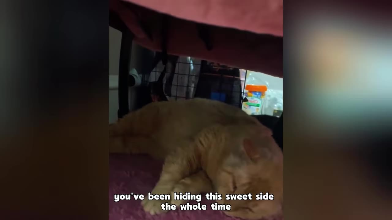 An orange cat lying down comfortably under a pink blanket, looking relaxed as a hand gently pets his head.