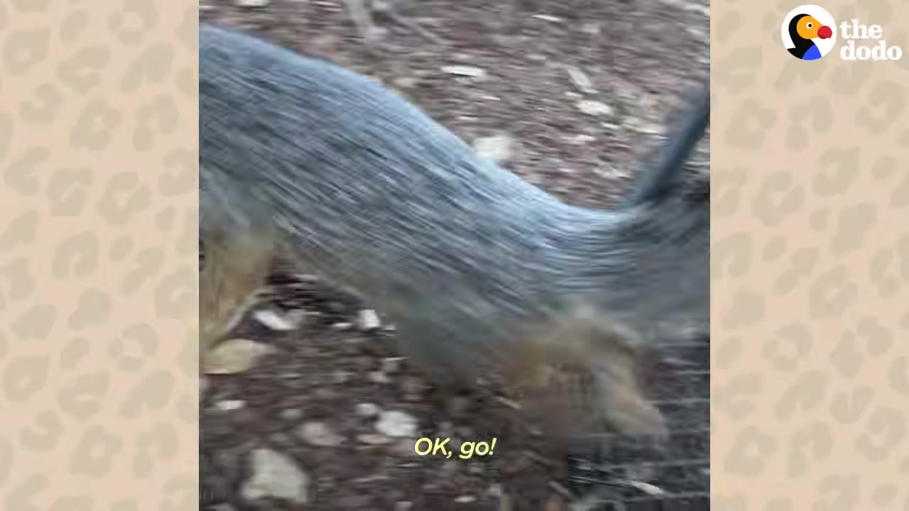 A close-up, motion-blurred shot of a grey fox running out of its cage onto the ground.