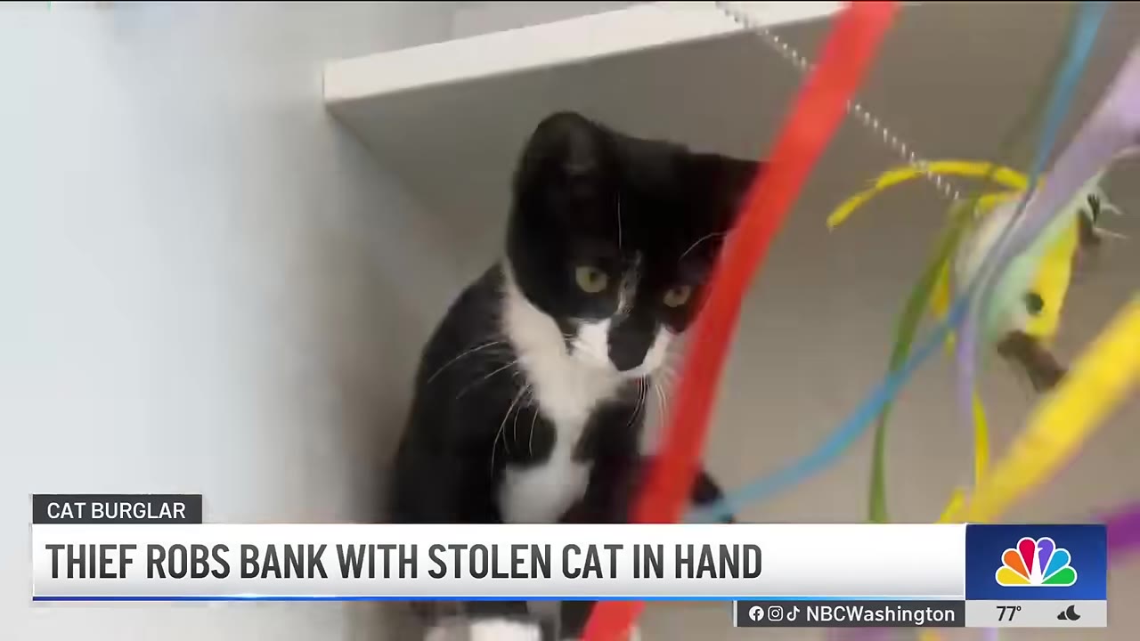 A black and white tuxedo cat looking down while sitting on a shelf with colorful ribbons nearby.