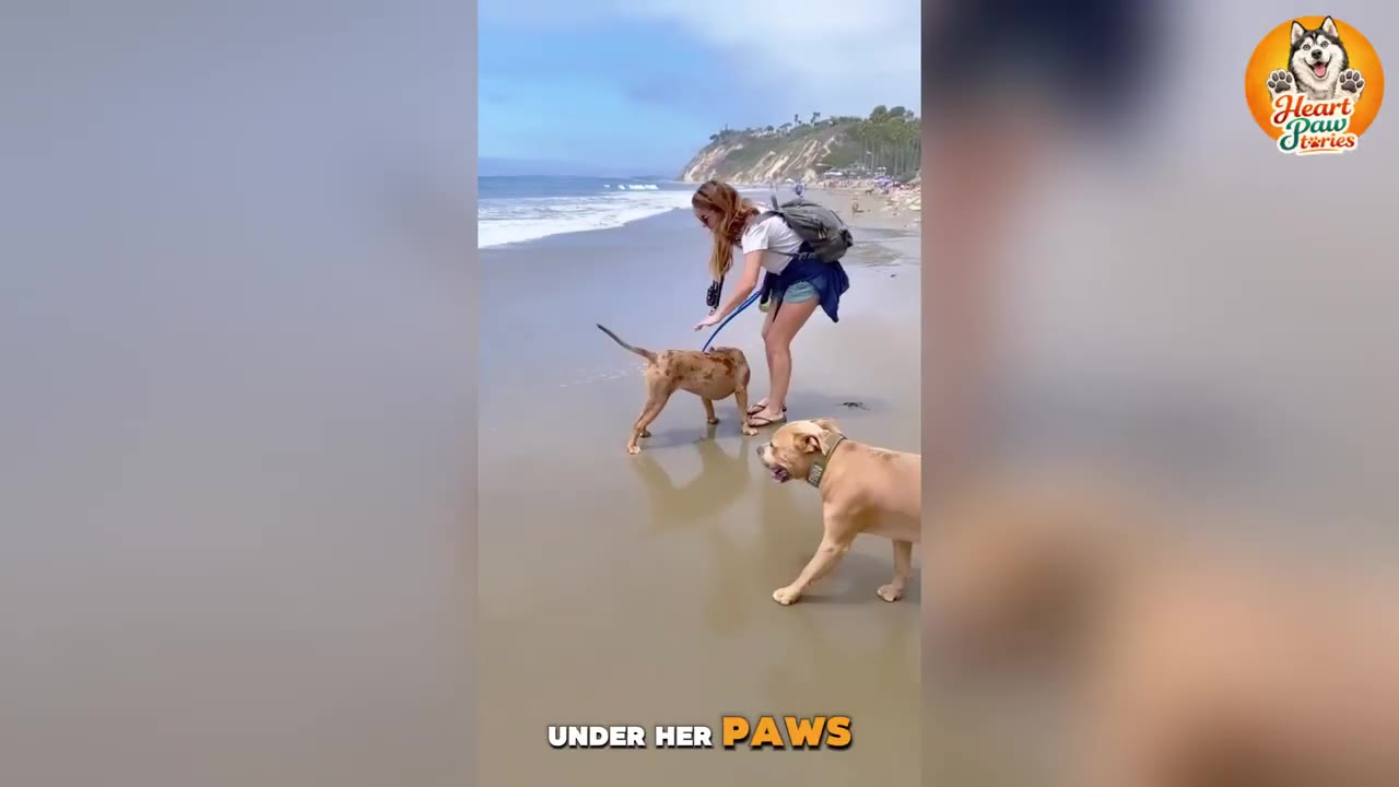 A woman with a backpack stands on a sandy beach next to the ocean waves, holding a blue leash attached to a brown speckled dog, while another light brown dog walks nearby.