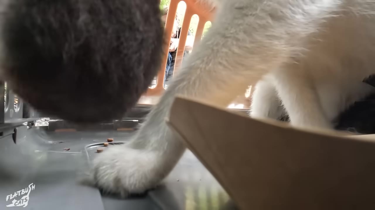 A close-up view from inside a pet carrier as a white cat steps inside, lured by treats on the floor.