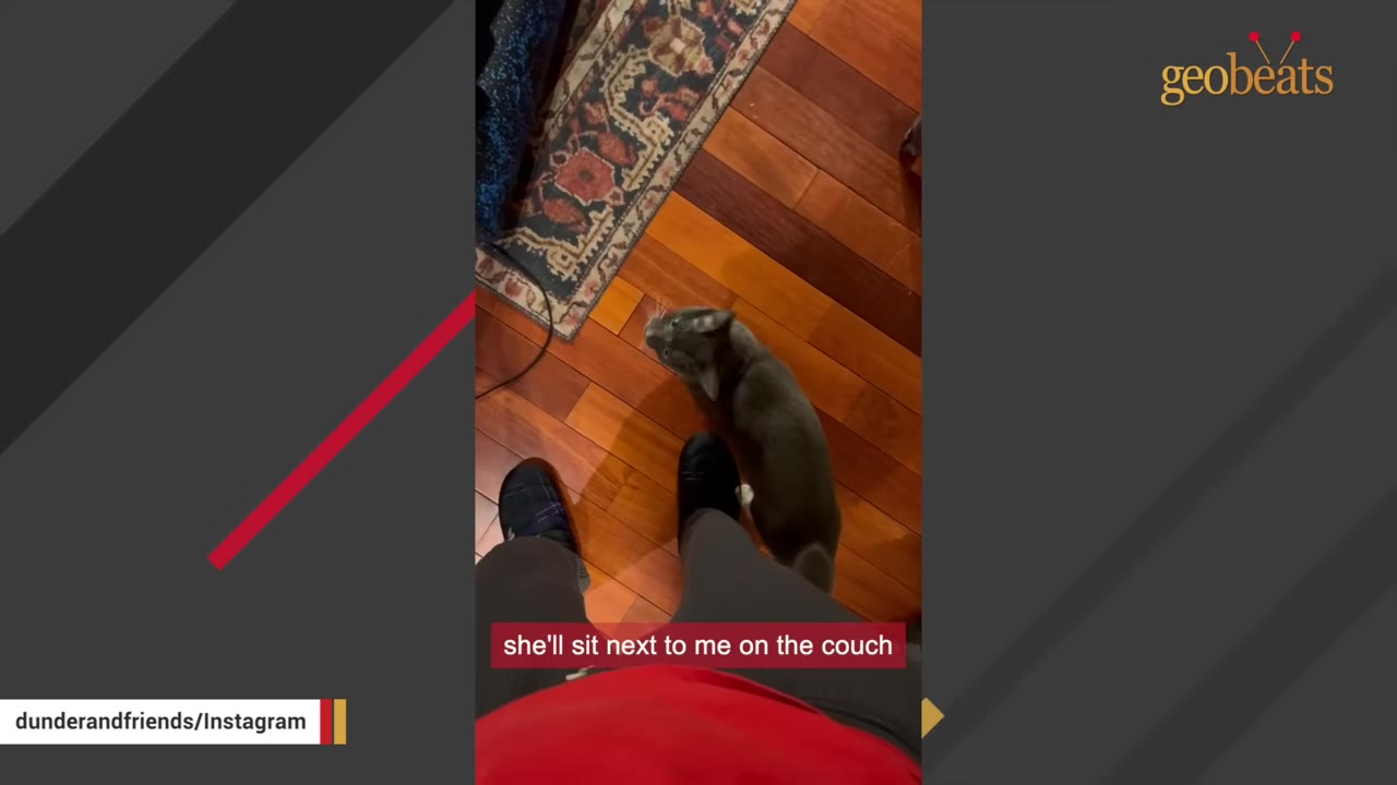 A grey cat stands on a wooden floor next to a person's legs, looking up.