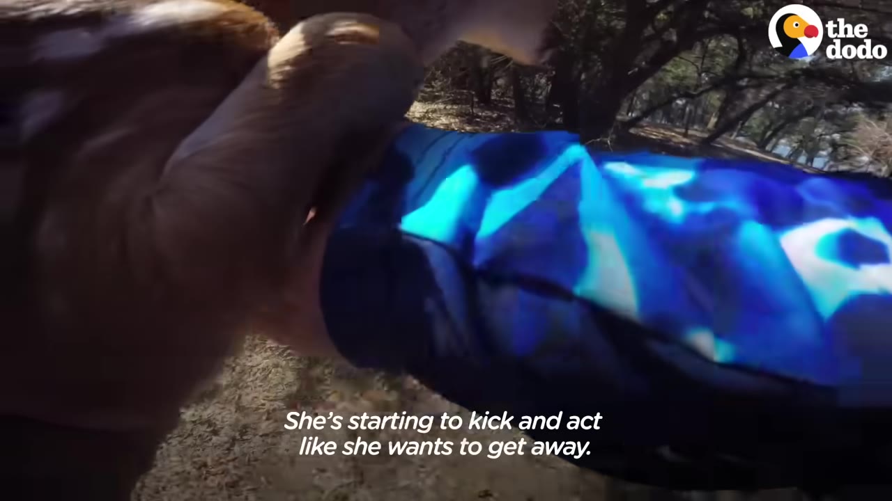 A close-up shot of a person in a blue patterned sleeve holding a brown fawn, with a subtitle that reads, 'She's starting to kick and act like she wants to get away.'