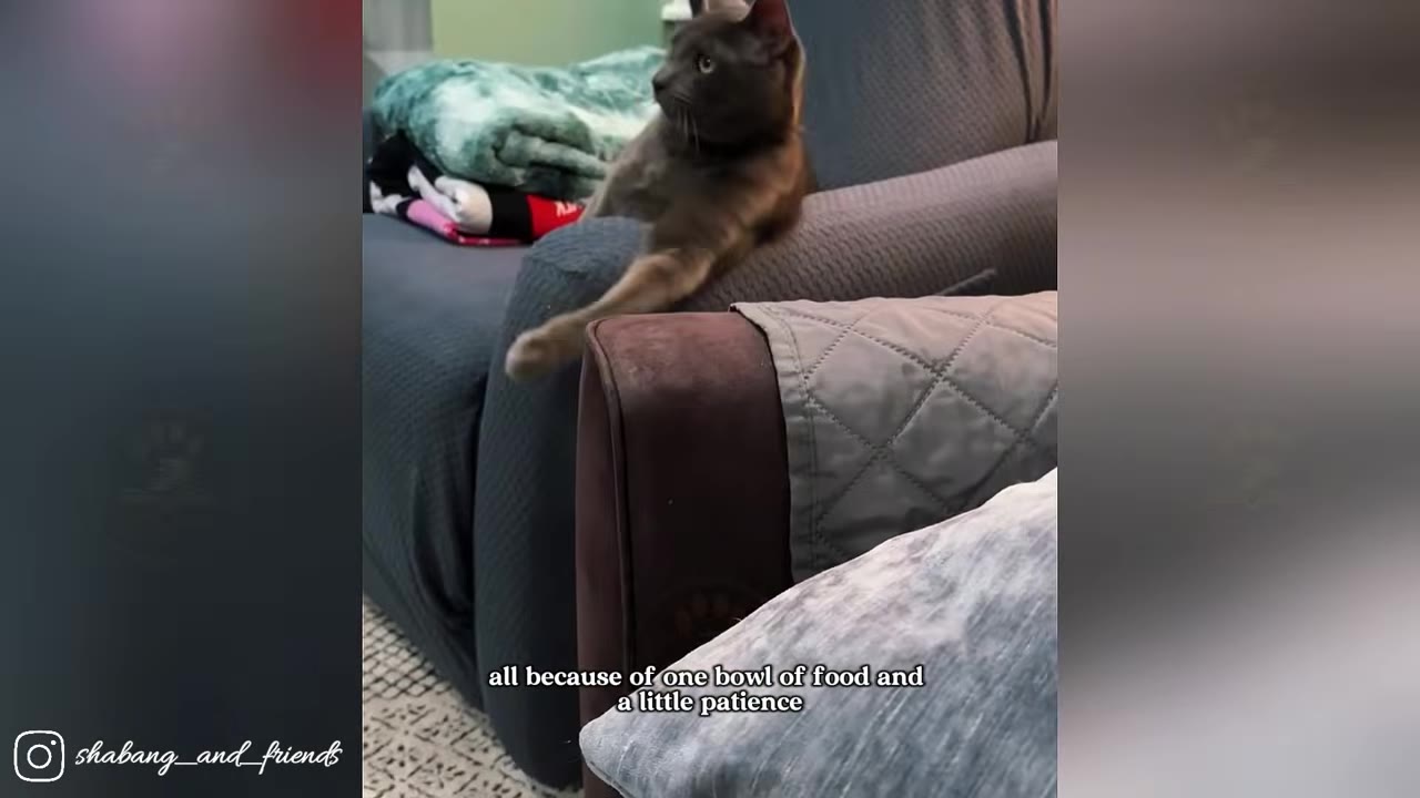 A grey cat relaxes comfortably on the armrest of a dark grey couch in a living room.