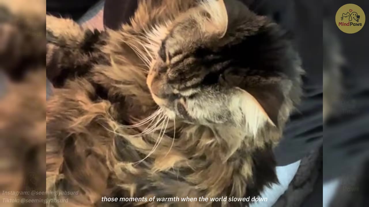 A close-up shot of a fluffy, long-haired tabby cat resting comfortably.