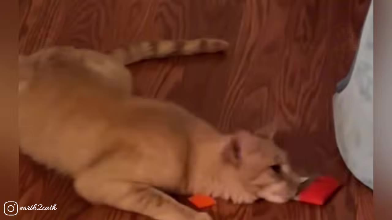 An orange cat lies low on a wooden floor, nudging small red and orange toy squares with its nose.