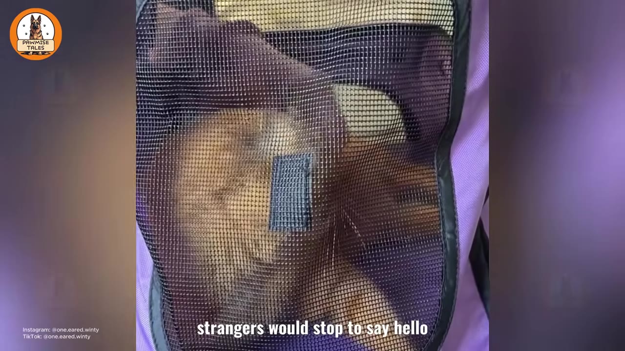 A small brown dog looking out from behind the black mesh screen of a purple pet stroller.