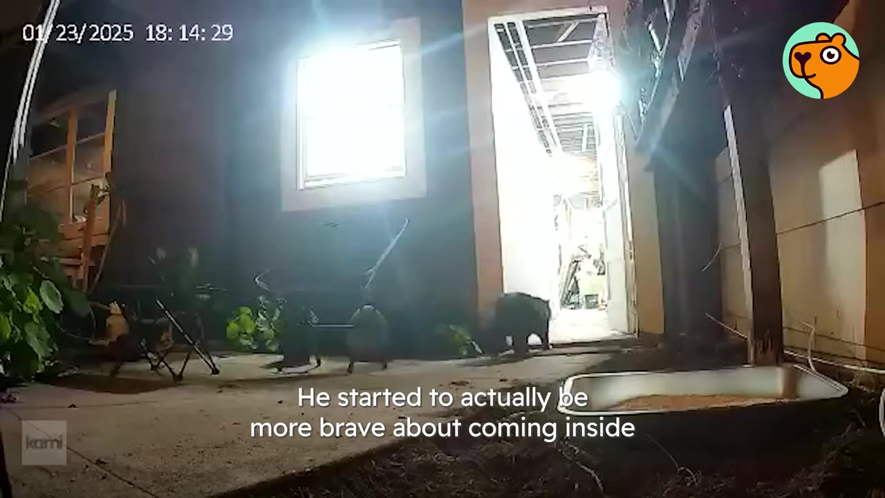 A black cat walks through an open doorway into a brightly lit house from a dark patio.