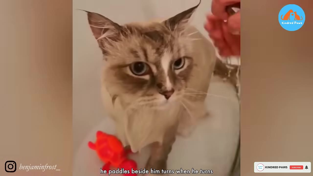 A close-up shot of a wet Siamese cat looking directly at the camera with a small orange toy nearby.