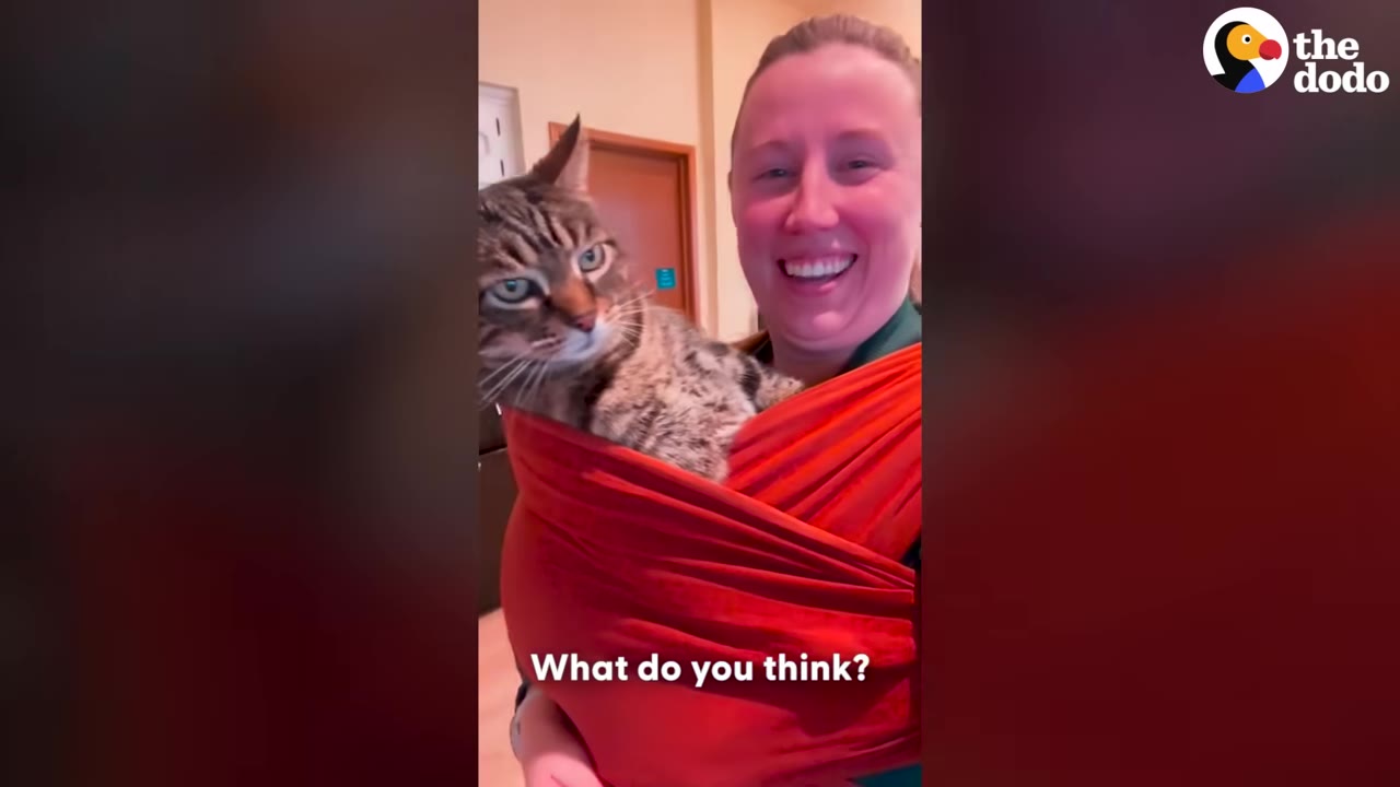 A tabby cat sits inside a red fabric baby carrier wrapped around a smiling woman, looking slightly hesitant.