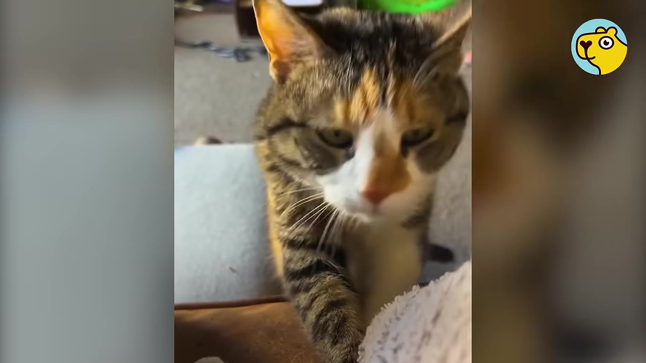 A close-up shot of a calico and tabby cat looking forward with a gentle expression.