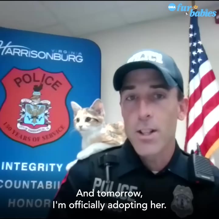 A police officer in uniform with a small calico kitten perched on his shoulder, standing in front of a Harrisonburg Police sign and an American flag.