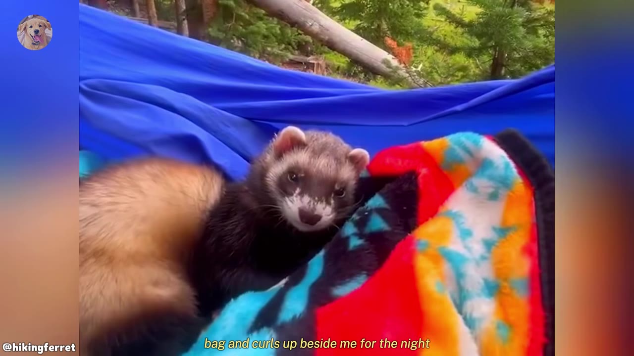 A fluffy brown and black ferret peeks out from a colorful fleece blanket inside a blue hammock outdoors.